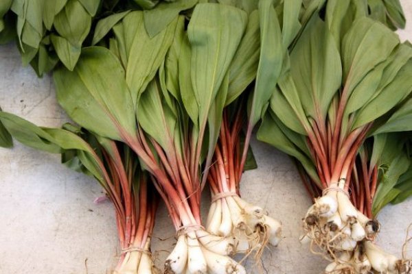 Сайты по продаже наркотиков
